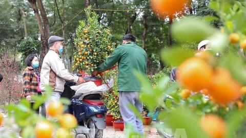 Một quận ở Hà Nội quyết định miễn phí thuê mặt bằng cho người bán hoa, cây cảnh Tết