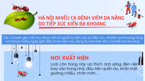 Hà Nội: Nhiều ca bệnh viêm da nặng do tiếp xúc với kiến ba khoang