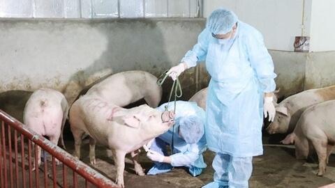 Yên Thành (Nghệ An): 13 xã, thị trấn xuất hiện dịch tả lợn châu Phi