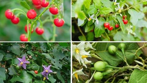 Công dụng chữa bệnh bất ngờ của cây cà gai leo