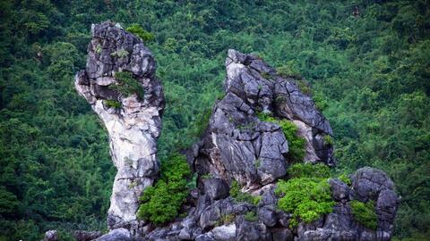 Cho thuê đất không phù hợp với nguyên tắc bảo vệ và phát triển rừng