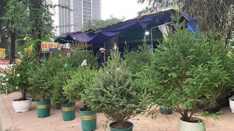 Cận Noel, cành thông tươi, cây tùng thơm... "cháy hàng"