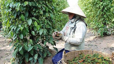 Tổng kim ngạch xuất khẩu hồ tiêu đạt 53 triệu USD