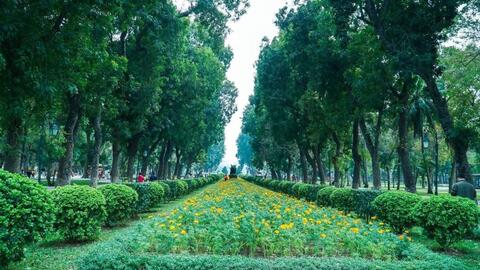 Bảo vệ cây xanh đô thị