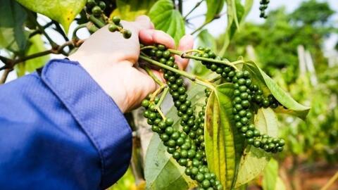 Giá hồ tiêu hôm nay (1-7): Ở ngưỡng 153.000 đồng/kg trở lên