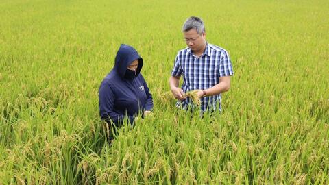 Hà Nội: Nâng cao chất lượng các vùng trồng lúa theo tiêu chuẩn VietGAP