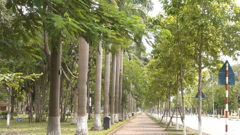 Thành phố Bắc Ninh: Những hàng cây lại sẵn sàng vươn mình tỏa bóng mát, ngát hương thơm