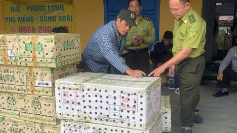 Giải cứu gần 1.000 con chim chào mào vô chủ bị nhốt