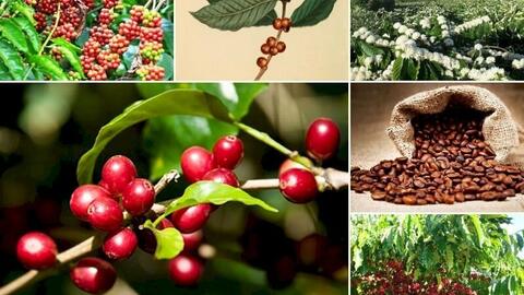 Bản tin nông sản hôm nay (23-12): Giá cà phê, hồ tiêu, lúa gạo đi ngang