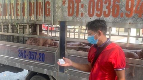 Phú Thọ: Phát hiện, xử lý vụ vận chuyển 1,6 tấn thịt nhiễm dịch tả lợn châu Phi