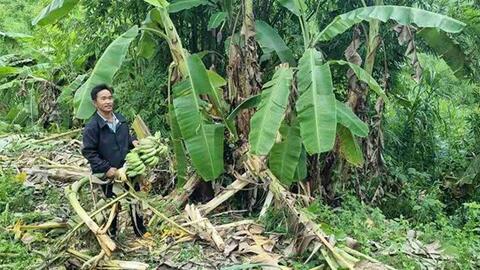 Đắk Lắk đề xuất thành lập tổ phản ứng nhanh bảo vệ voi hoang dã