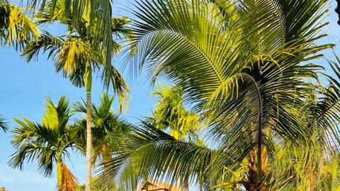 CĐM bàn tán xôn xao về căn biệt phủ 8,3ha ở Bạc Liêu được rao bán 200 tỷ đồng: Hoành tráng, cầu kỳ đủ tiện ích như một khu du lịch, ai mua được chắc "sướng hơn vua"