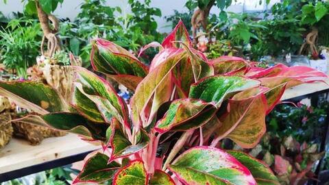 5 loại cây được NASA khuyên trồng trong nhà, vừa giúp lọc khí vừa mang lại may mắn cho gia chủ