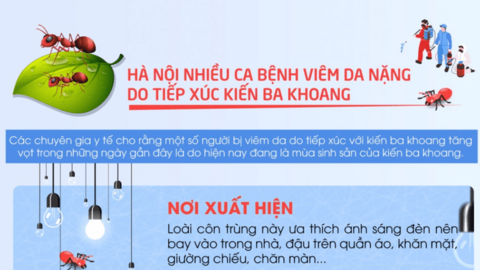 Hà Nội: Nhiều ca bệnh viêm da nặng do tiếp xúc với kiến ba khoang