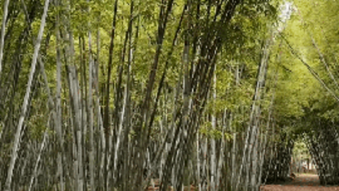 Phát hiện địa điểm cảnh như trong phim kiếm hiệp khiến du khách ngạc nhiên, cách Hà Nội 2 giờ chạy xe