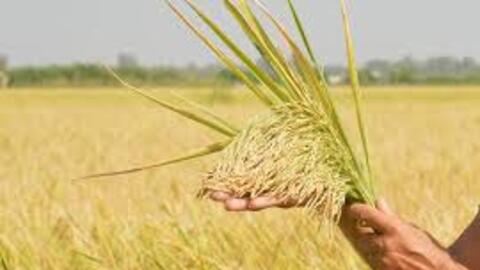 Giá lúa gạo hôm nay ngày 1/7: Lúa tươi đảo chiều giảm mạnh