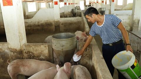 Triển khai các biện pháp cấp bách phòng, chống bệnh dịch tả lợn châu Phi trong các đơn vị Quân đội