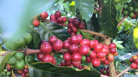 Bản tin nông sản hôm nay (18-8): Giá cà phê tăng kỷ lục