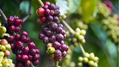 Giá cà phê xuất khẩu tăng gần 16% lên 4.866 USD/tấn, cao nhất 3 tháng