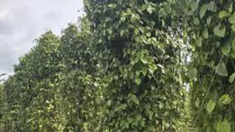 Giá tiêu hôm nay 29/8/2025: Nội địa tăng mạnh 2.000 đồng/kg