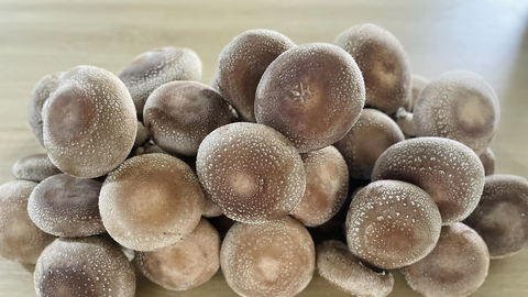 Tìm đầu ra cho sản phẩm nấm hương trái vụ ở Cao Bằng