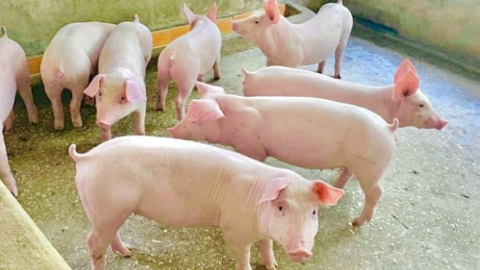 Giá heo hơi hôm nay 21/10/2025: Biến động trái chiều