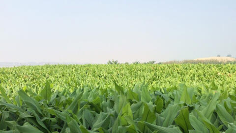 Phát triển nghệ thành sản phẩm dược liệu chủ lực theo chuỗi giá trị