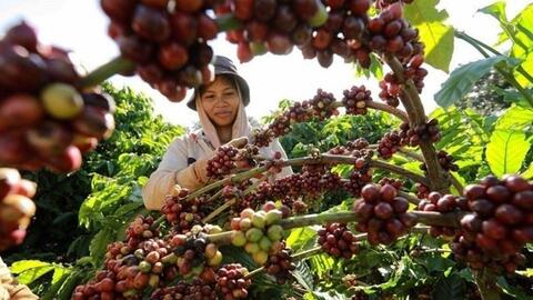 Bản tin nông sản hôm nay (17-11): Giá cà phê và hồ tiêu giảm