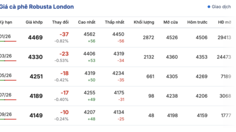 Giá cà phê hôm nay 25/11/2025: Giảm nhẹ 500 đồng/kg