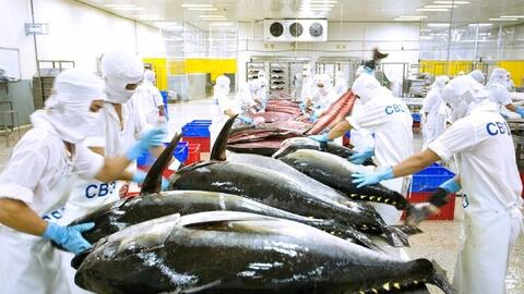 Tận dụng Hiệp định CEPA: Cá ngừ rộng cửa vào Trung Đông qua UAE