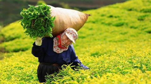 Bộ Công Thương nỗ lực, giải phóng thành công gần 500 container chè kẹt tại Pakistan