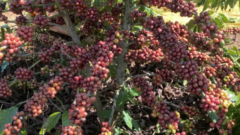 Giá cà phê thế giới tăng vọt khi tồn kho toàn cầu rơi xuống vùng đáy