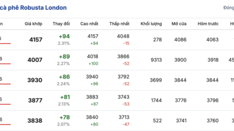 Giá cà phê hôm nay 7/1/2026: Giảm nhẹ 500 đồng/kg