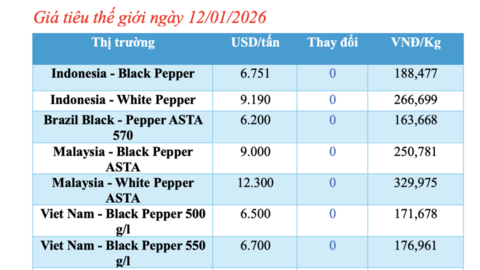 Giá tiêu hôm nay 12/1/2026: Neo cao quanh mốc 150.000 -152.500 đồng/kg