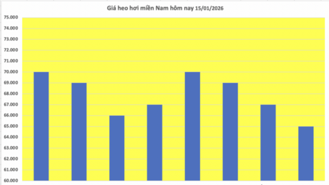 Giá heo hơi hôm nay 15/1/2026: Tăng đồng loạt tại miền Trung, miền Nam