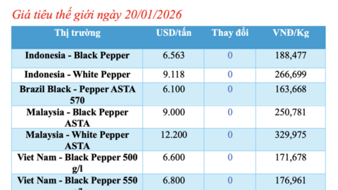 Giá tiêu hôm nay 20/1/2026: Giữ đà ổn định