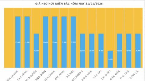 Giá heo hơi hôm nay 21/1/2026: Tiếp đà tăng, lập 'đỉnh' mới