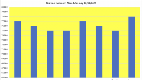 Giá heo hơi hôm nay 28/1/2026: Tiếp đà đi lên