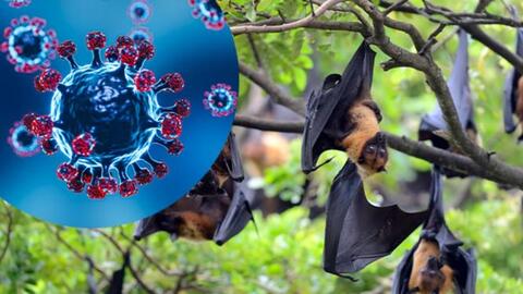 Hà Nội: Sẵn sàng ứng phó dịch bệnh do virus Nipah xâm nhập