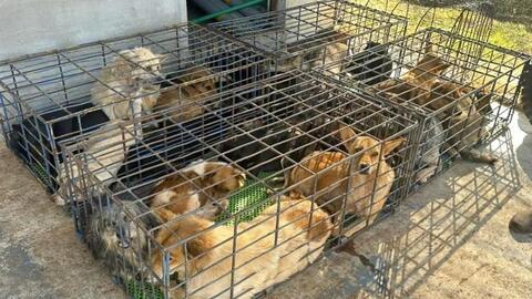 Quyết liệt loại bỏ nạn trộm chó