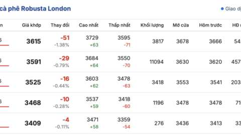 Giá cà phê hôm nay 23/2/2026: Rớt giá mạnh, sụt giảm đến 4.000 đồng/kg