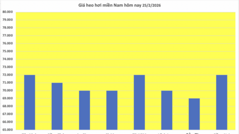 Giá heo hơi hôm nay 25/2/2026: Tiếp đà đi xuống
