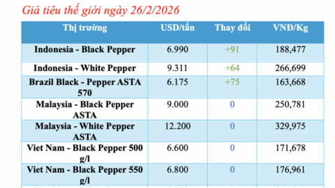 Giá tiêu hôm nay 26/2/2026: Tiếp tục giảm mạnh
