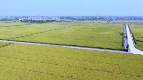 Xuất khẩu gạo chịu sức ép trong ngắn hạn