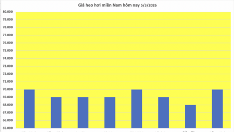 Giá heo hơi hôm nay 5/3/2026: Tiếp tục giảm nhiều nơi
