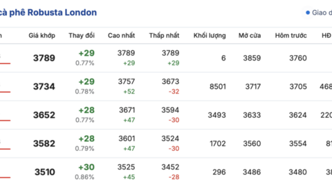 Giá cà phê hôm nay 5/3/2026: Đảo chiều giảm mạnh