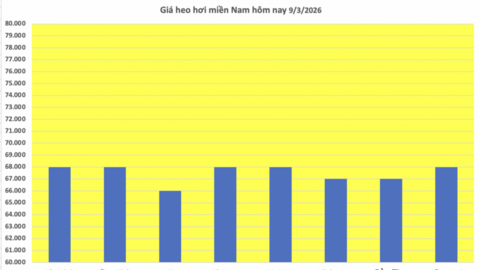 Giá heo hơi hôm nay 9/3/2026: Đang trên đà giảm