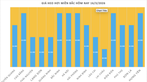 Giá heo hơi hôm nay 16/3/2026: Cao nhất đạt mốc 66.000 đồng/kg