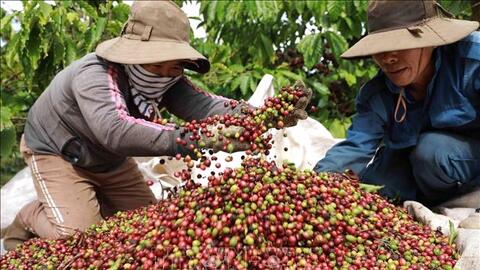 Bản tin nông sản hôm nay (17-3): Giá cà phê giảm