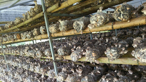 Cao Bằng: Đưa sản phẩm OCOP tiếp cận thị trường lớn hơn